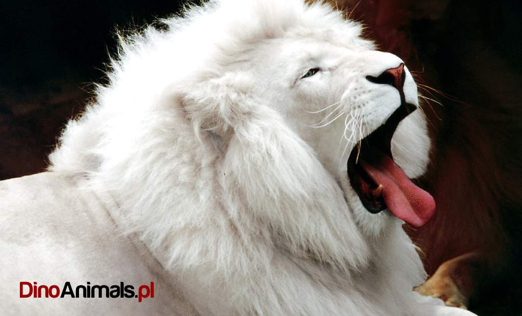 Biały lew / white lion